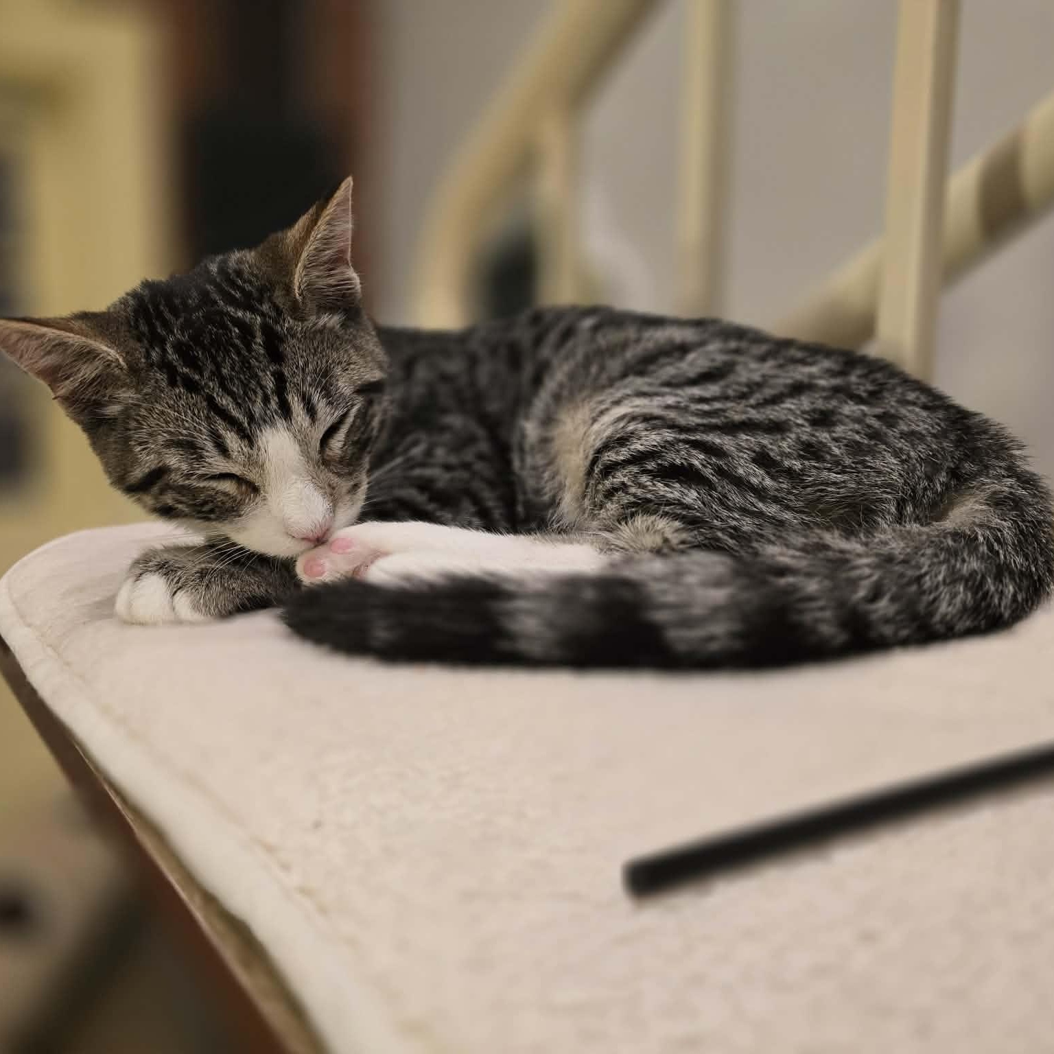 Klay, an adopted mixed breed in Santa Clara, CA image 6/6