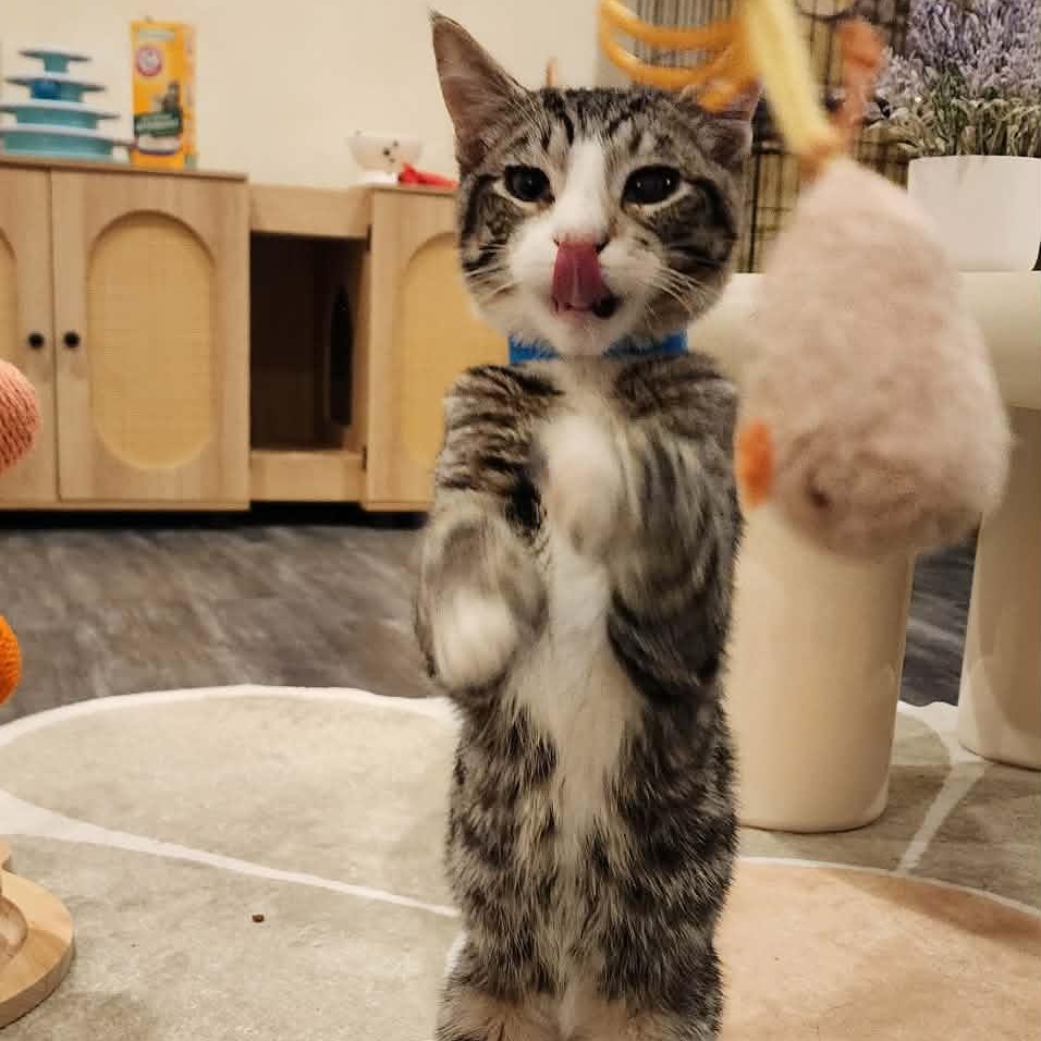 Enlarge Klay, a Adoptable mixed breed in Santa Clara, CA image 5/6