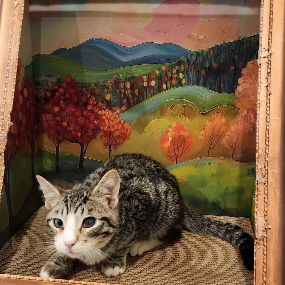 Enlarge Klay, a Adoptable mixed breed in Santa Clara, CA image 4/6