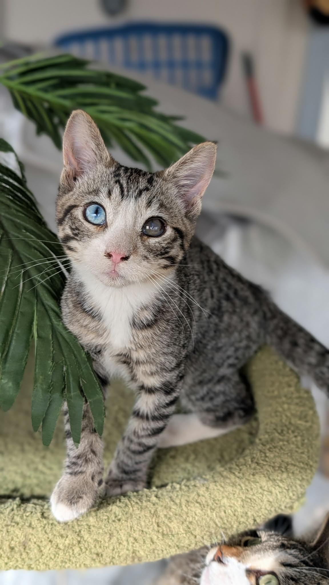 Klay, Adoptable, Kitten Male Domestic Short Hair & Tabby.
