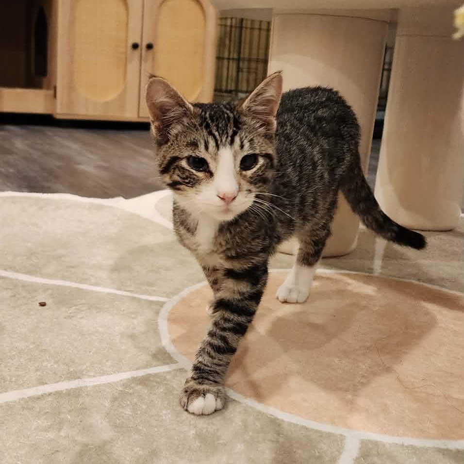 Enlarge Klay, a Adoptable mixed breed in Santa Clara, CA image 6/6