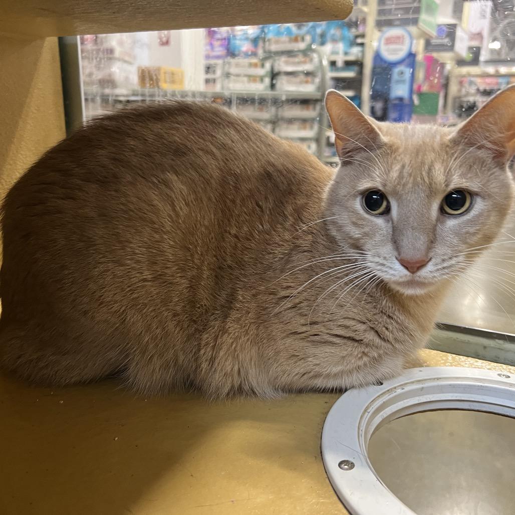 Freddy, Adoptable, Adult Male American Shorthair.