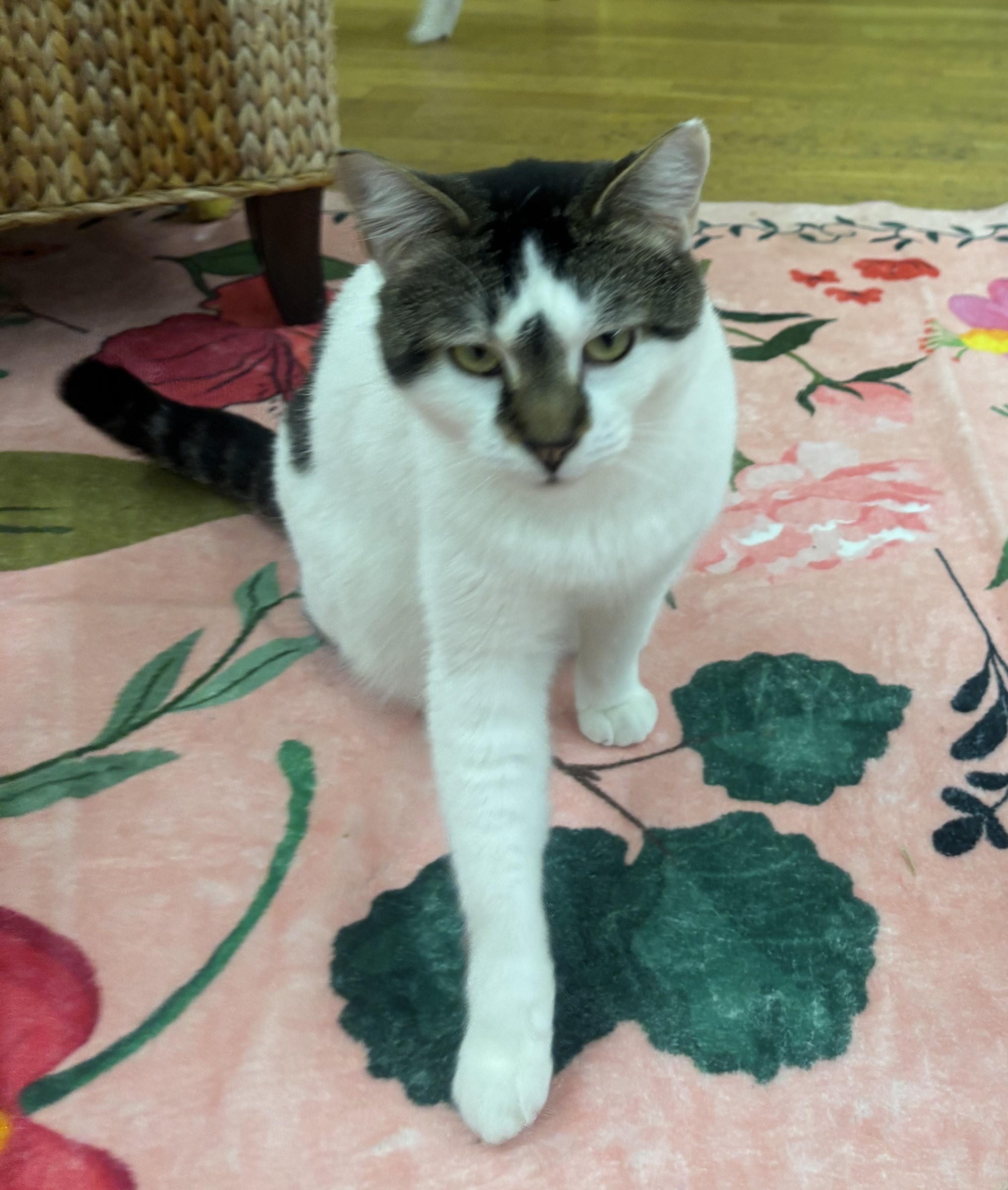 Enlarge Tulip, a Adoptable Domestic Short Hair in Whittier, CA image 1/5