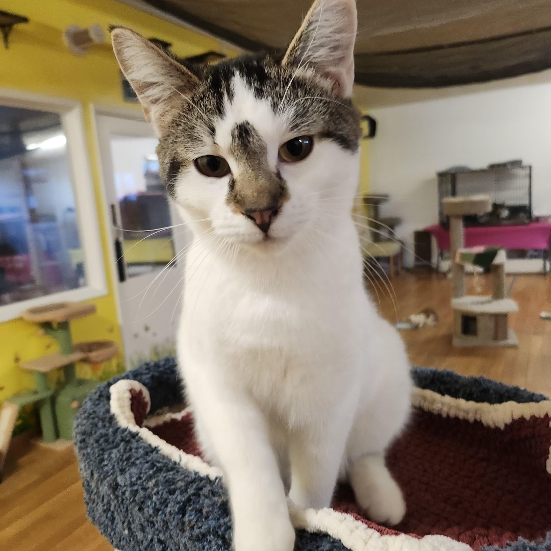 Enlarge Tulip, a Adoptable Domestic Short Hair in Whittier, CA image 2/5