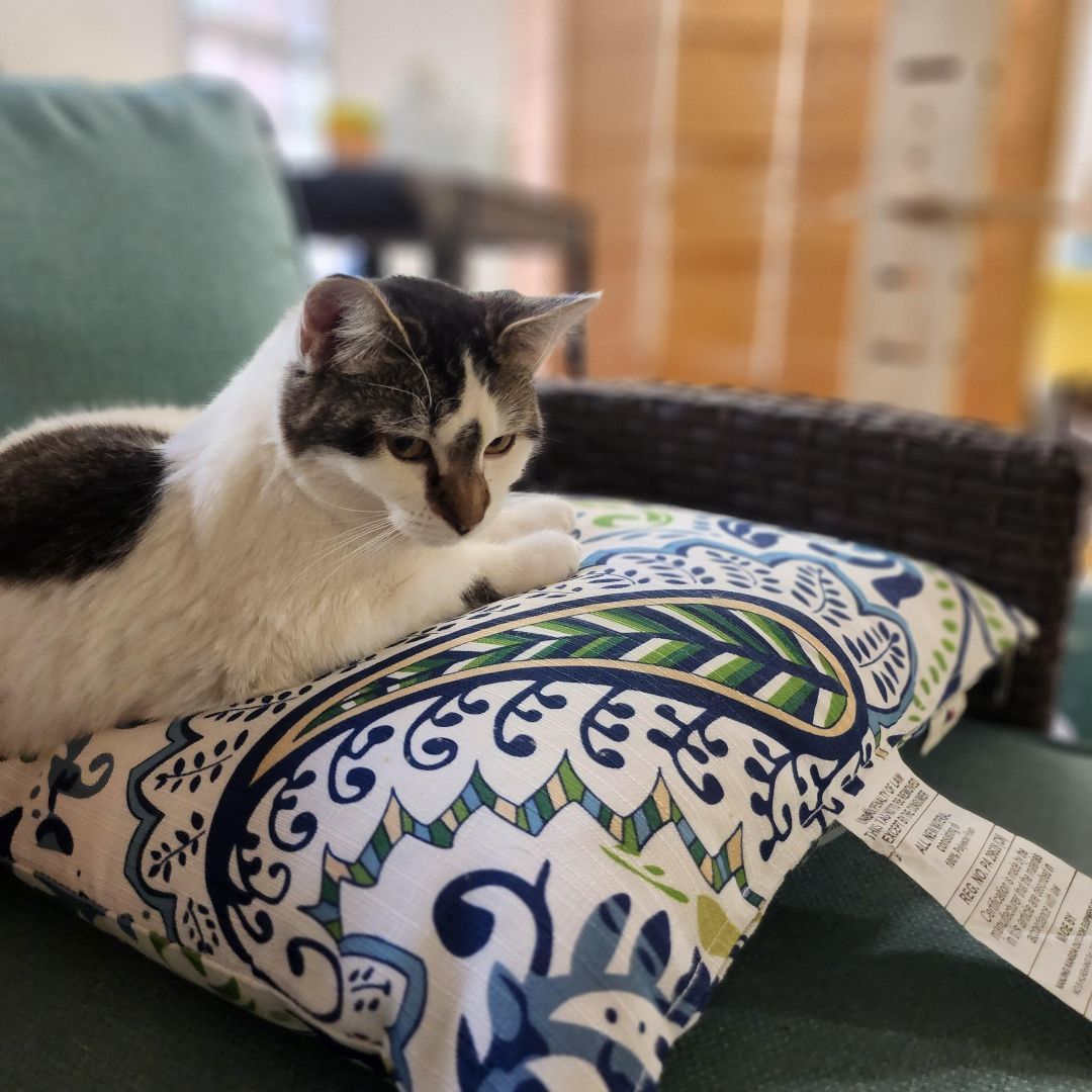 Enlarge Tulip, a Adoptable Domestic Short Hair in Whittier, CA image 3/5