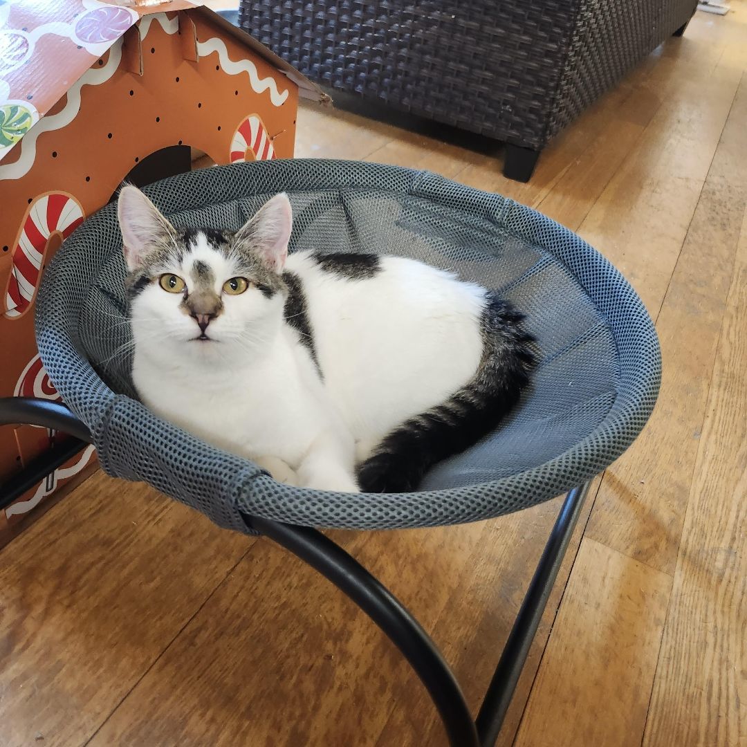 Enlarge Tulip, a Adoptable Domestic Short Hair in Whittier, CA image 4/5