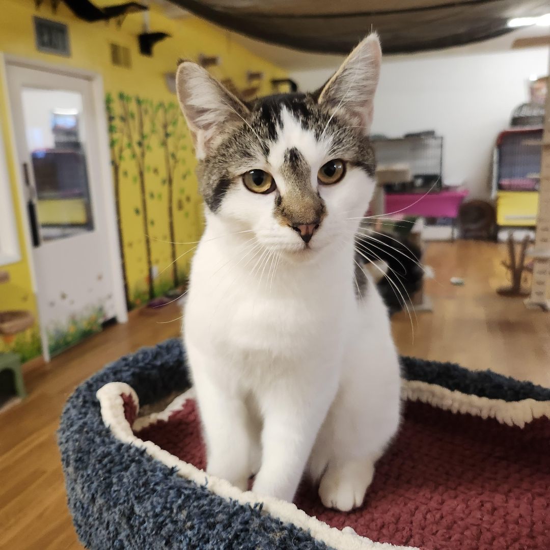 Enlarge Tulip, a Adoptable Domestic Short Hair in Whittier, CA image 5/5