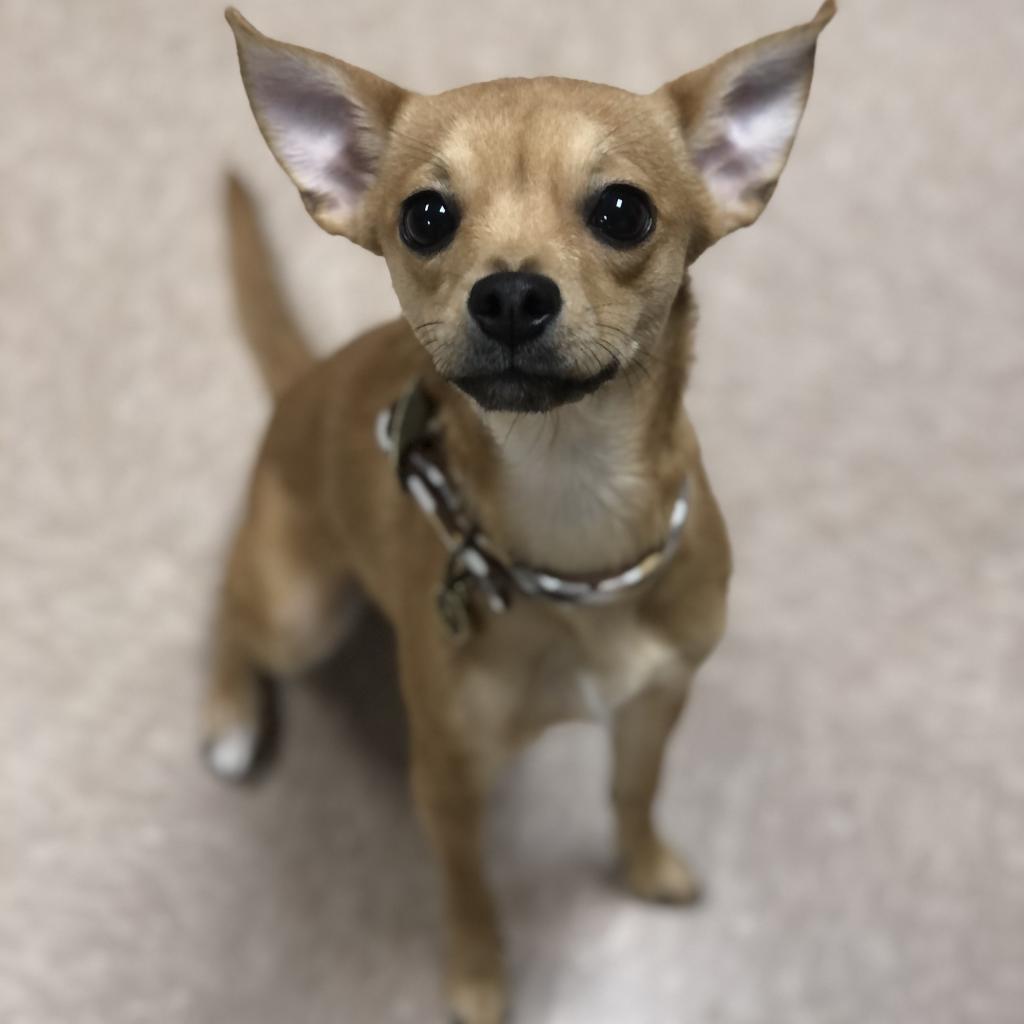 Ginger FKA Goldie, Adoptable, Adult Female Chihuahua.