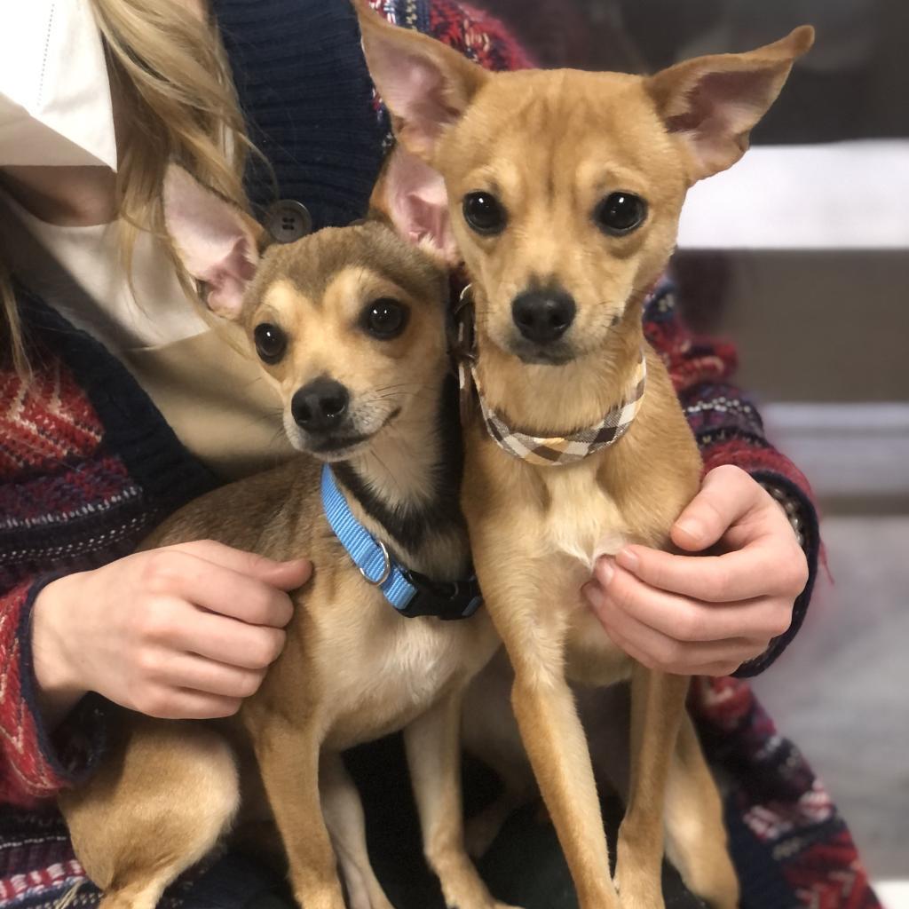 Enlarge Ginger FKA Goldie, a Adoptable mixed breed in Chesapeake, VA image 2/2