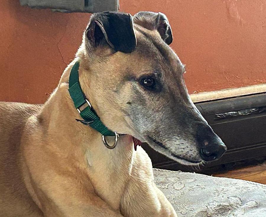 Dog for adoption - Otto, a Greyhound in Ware, MA | Petfinder