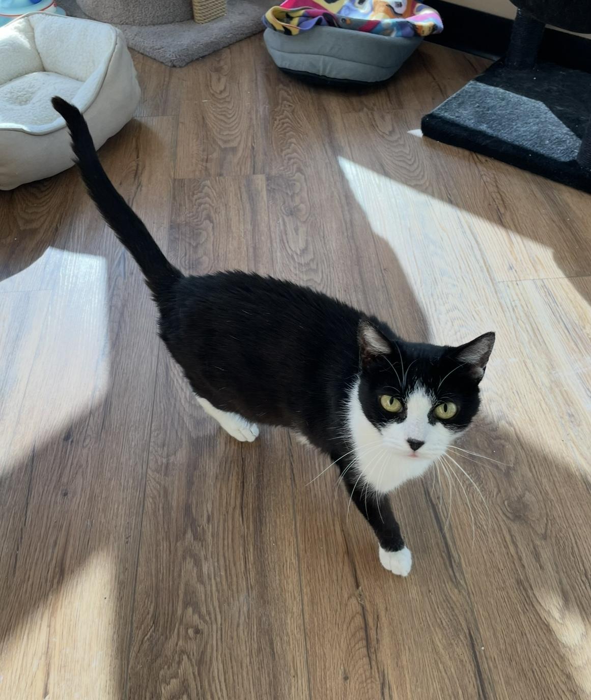 Enlarge Morticia - Dundas East Animal Hospital, a Adoptable Domestic Short Hair in Mississauga, ON image 1/5