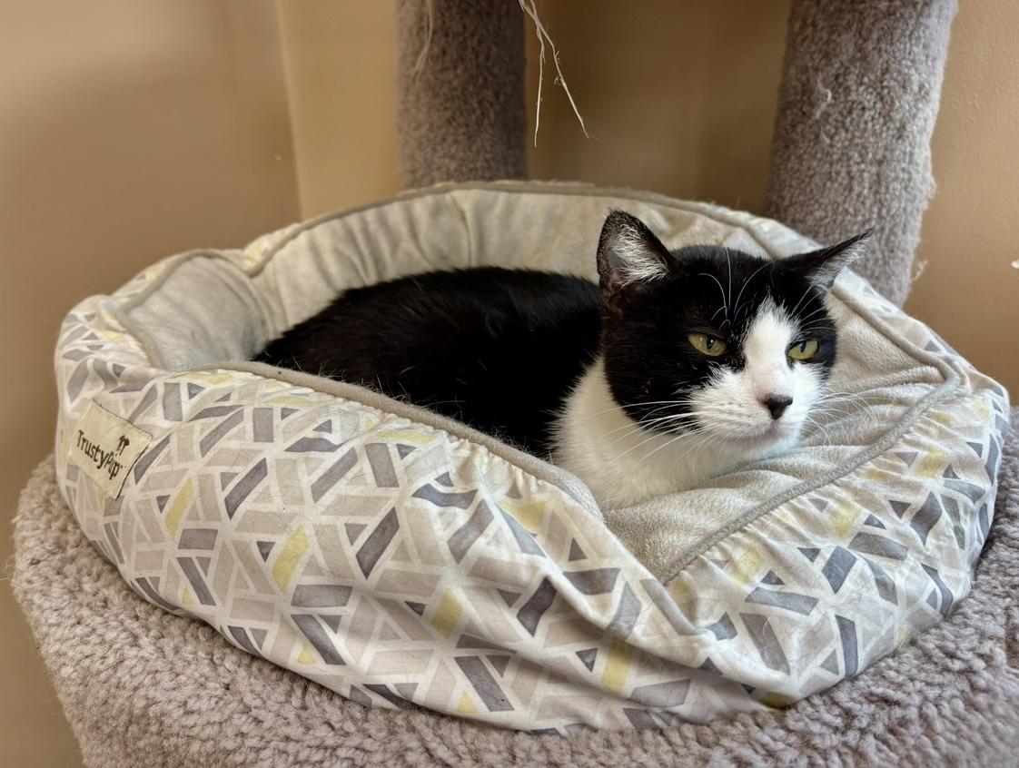 Enlarge Morticia - Dundas East Animal Hospital, a Adoptable Domestic Short Hair in Mississauga, ON image 2/5