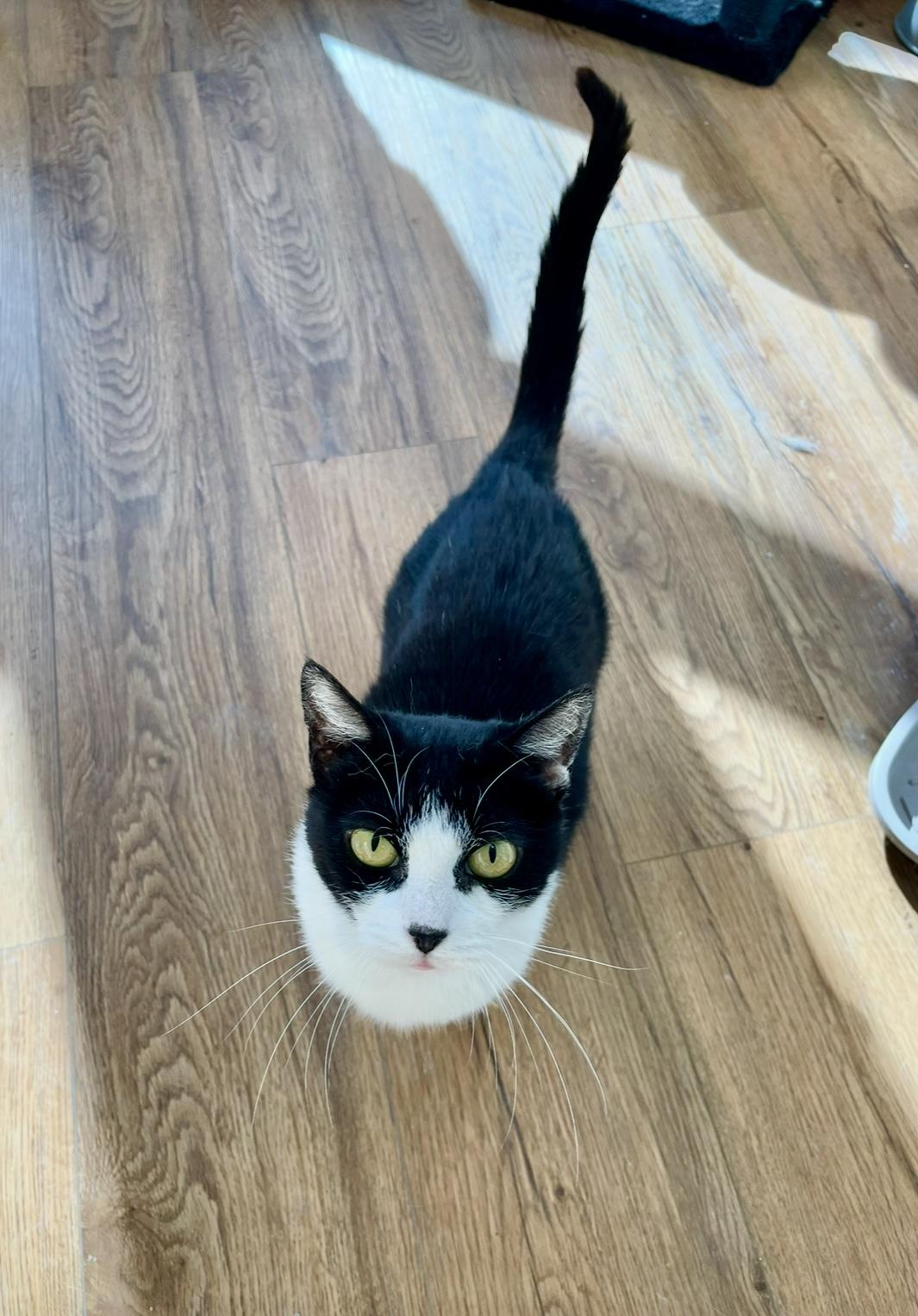 Enlarge Morticia - Dundas East Animal Hospital, a Adoptable Domestic Short Hair in Mississauga, ON image 3/5