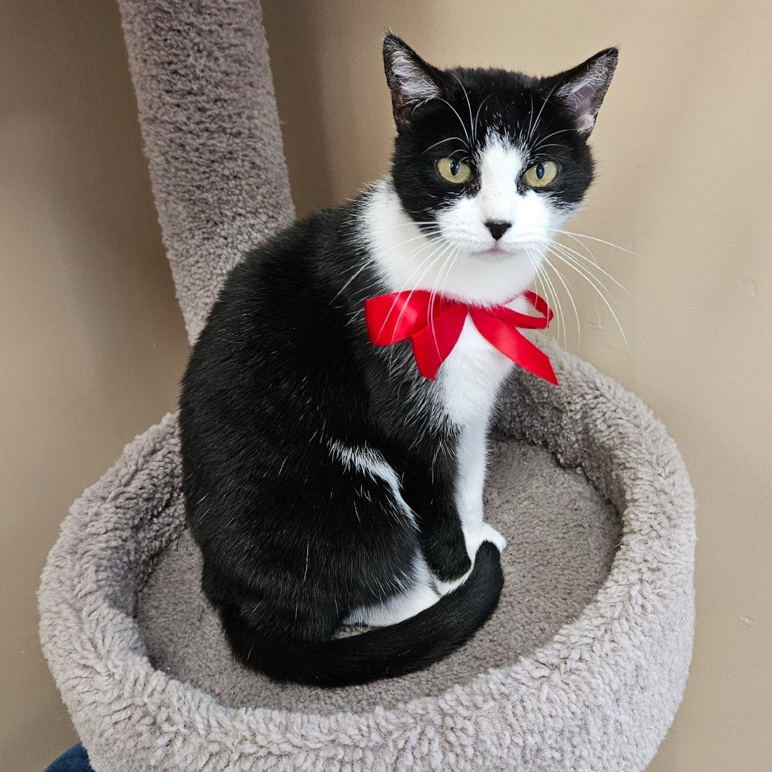 Enlarge Morticia - Dundas East Animal Hospital, a Adoptable Domestic Short Hair in Mississauga, ON image 4/5