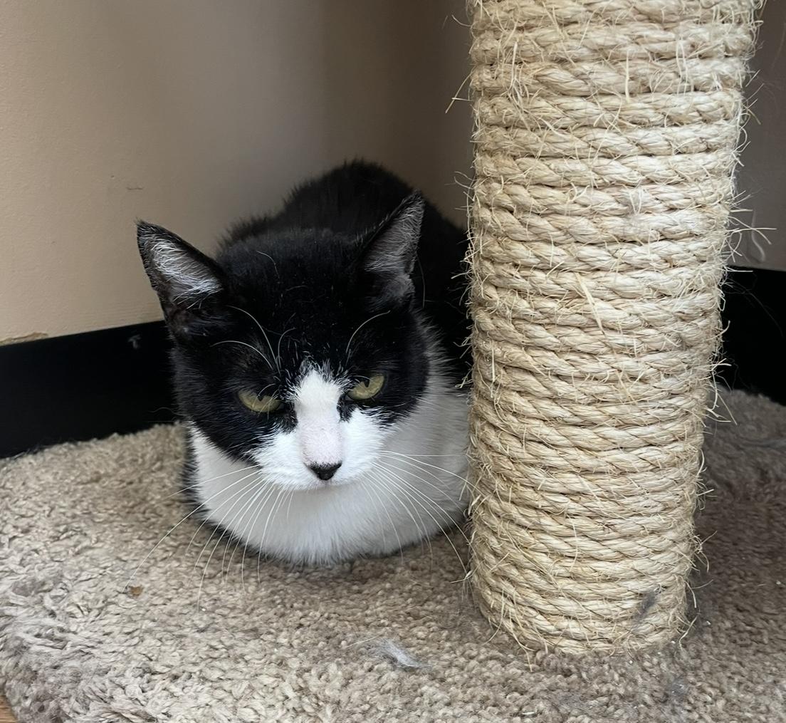 Enlarge Morticia - Dundas East Animal Hospital, a Adoptable Domestic Short Hair in Mississauga, ON image 5/5