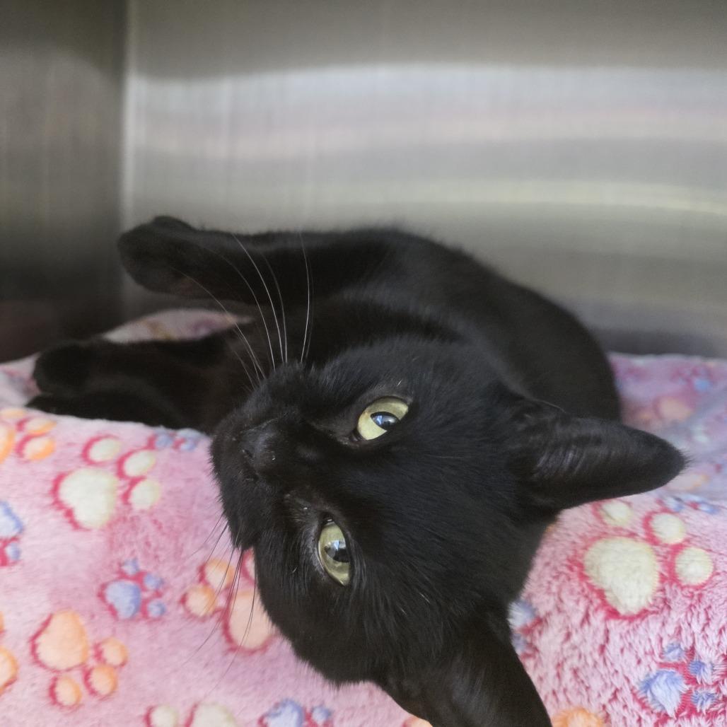 Enlarge Davina, a Adoptable Domestic Short Hair in Fort Wayne, IN image 1/3