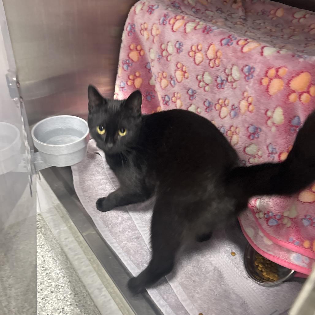 Enlarge Davina, a Adoptable Domestic Short Hair in Fort Wayne, IN image 2/3