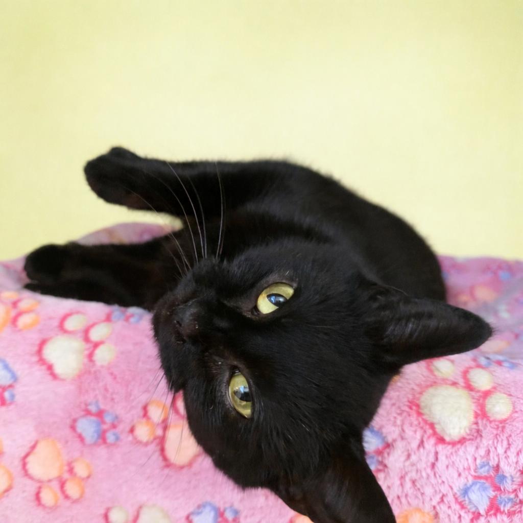 Enlarge Davina, a Adoptable Domestic Short Hair in Fort Wayne, IN image 3/3