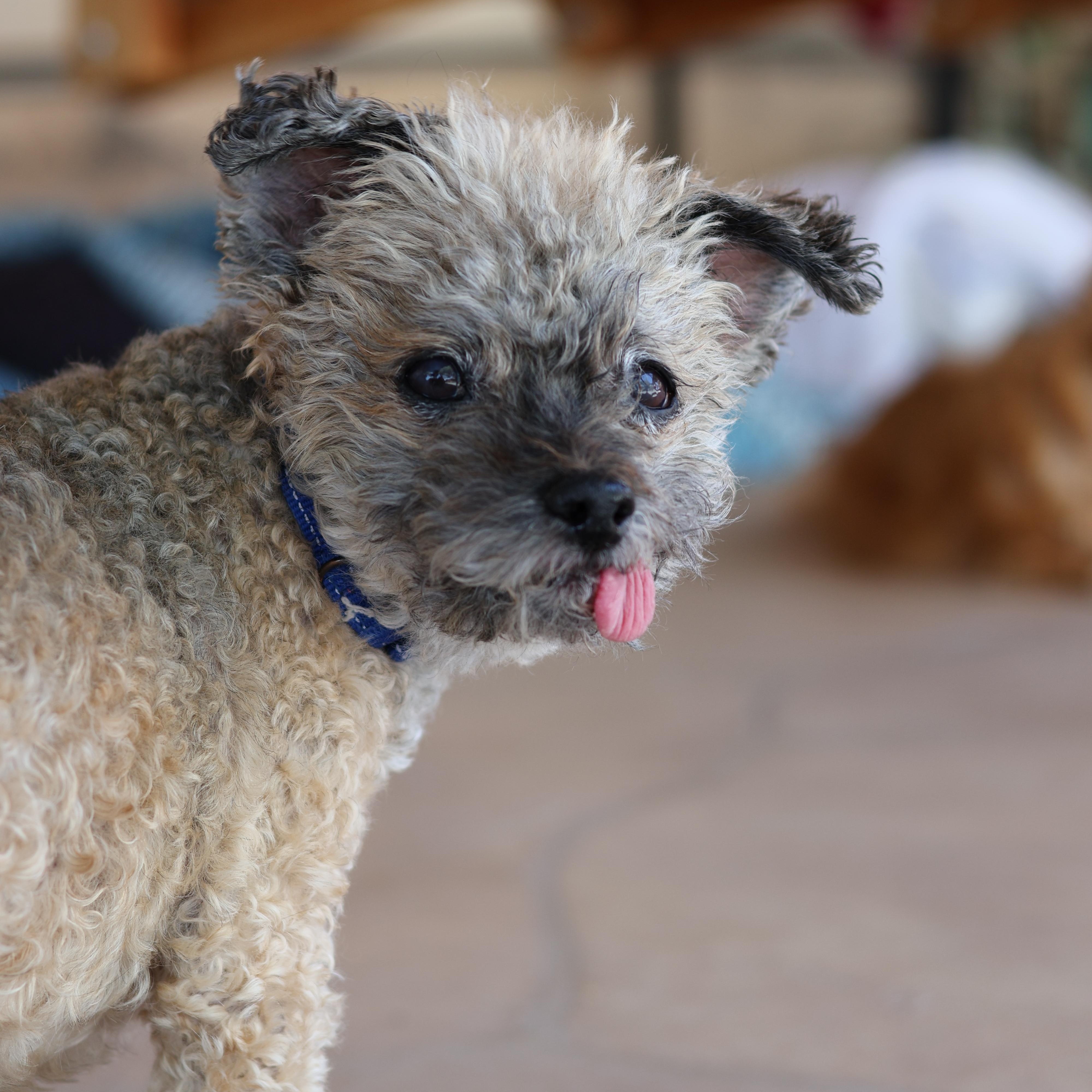 Timmy, Adopted, Senior Male Miniature Poodle.