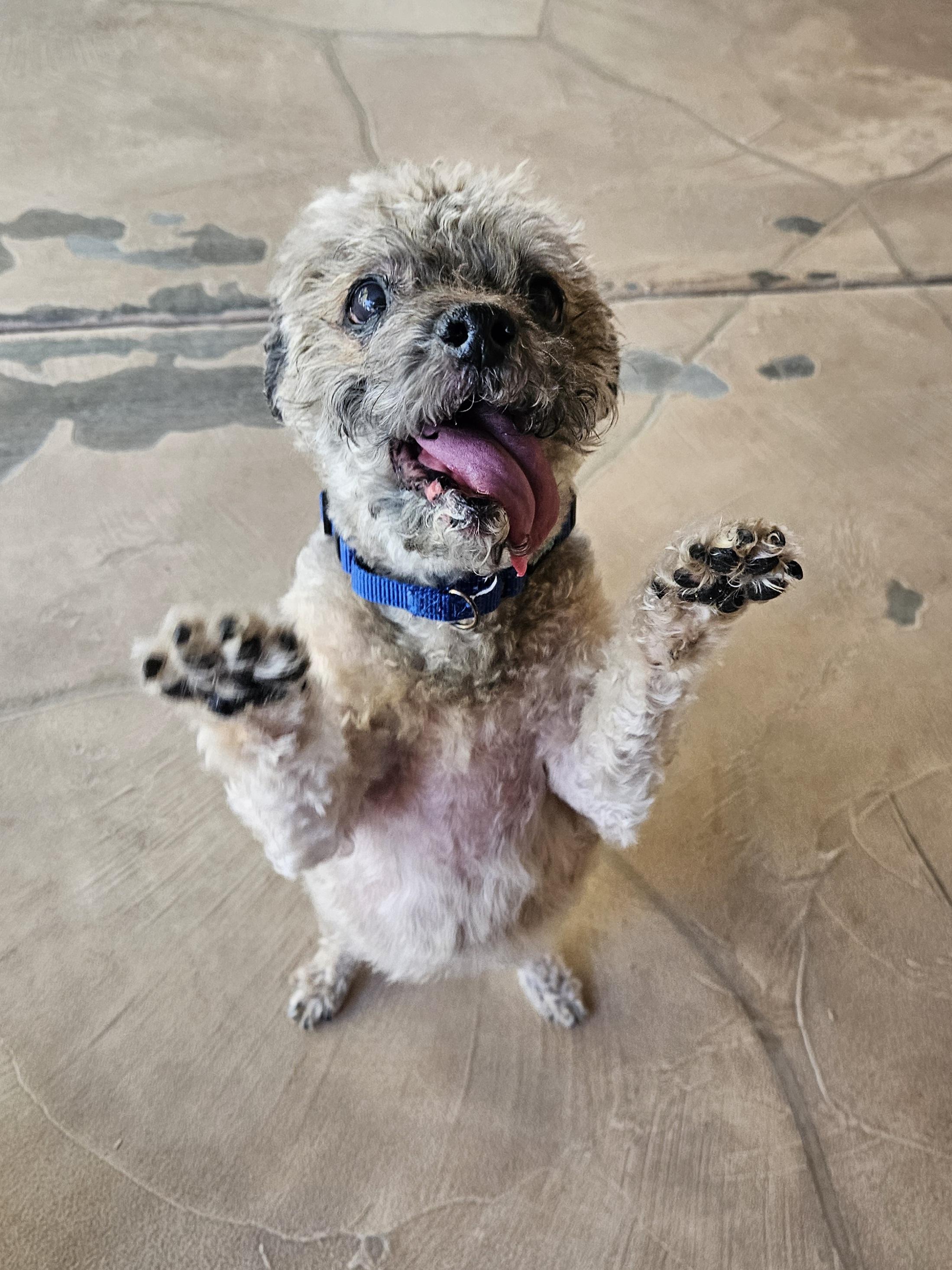 Enlarge Timmy, a Adopted mixed breed in New River, AZ image 5/5