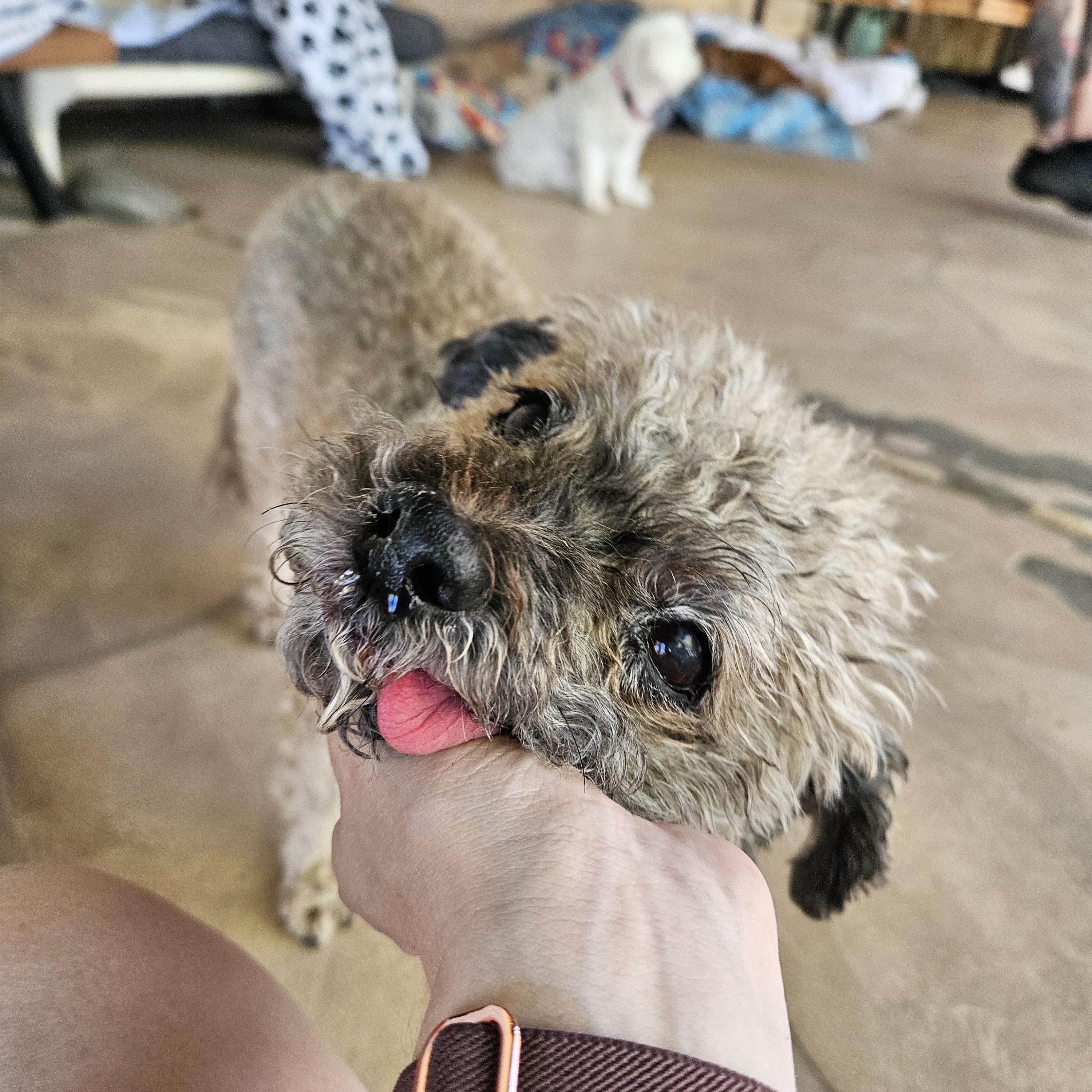 Enlarge Timmy, a Adopted mixed breed in New River, AZ image 3/5