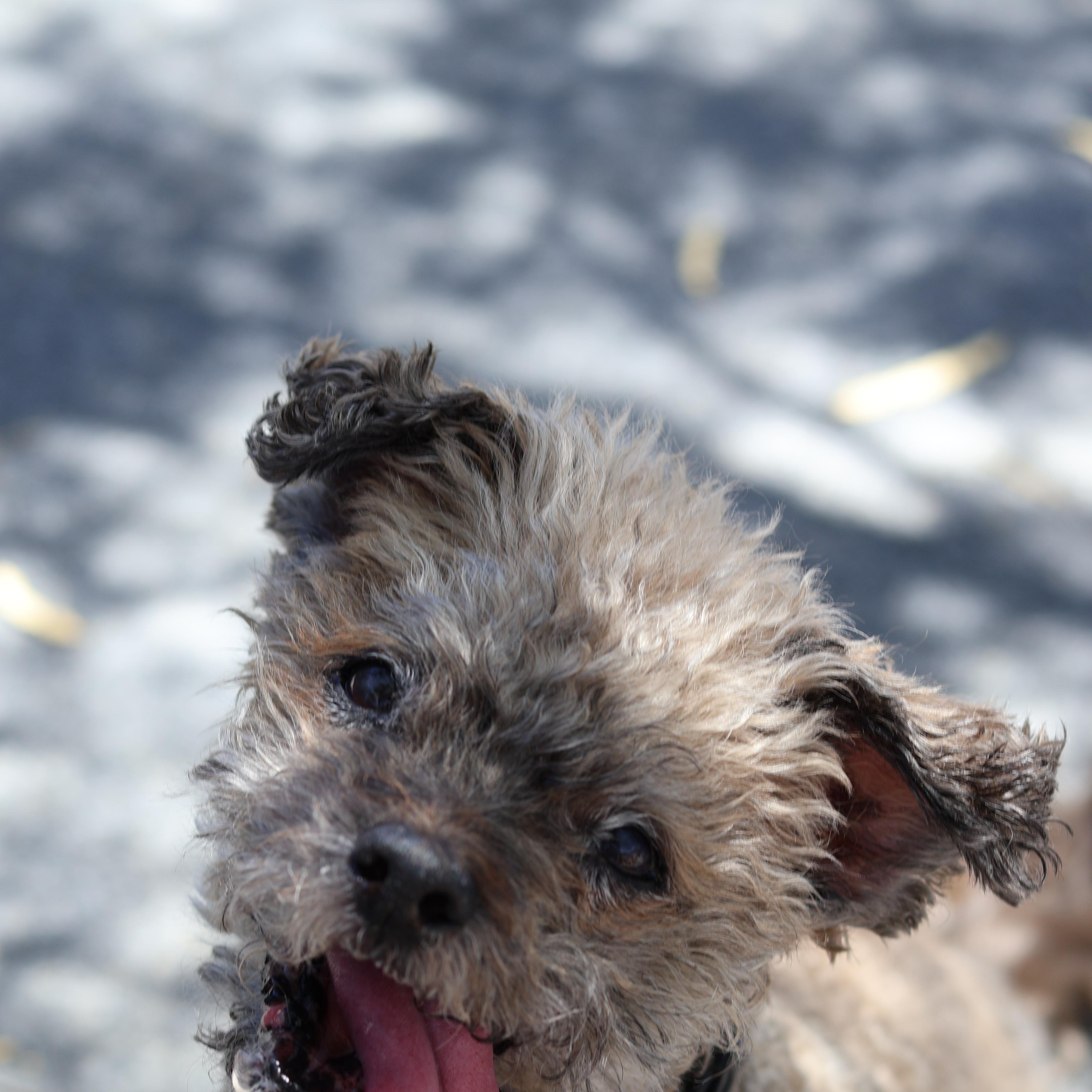 Enlarge Timmy, a Adopted mixed breed in New River, AZ image 2/5