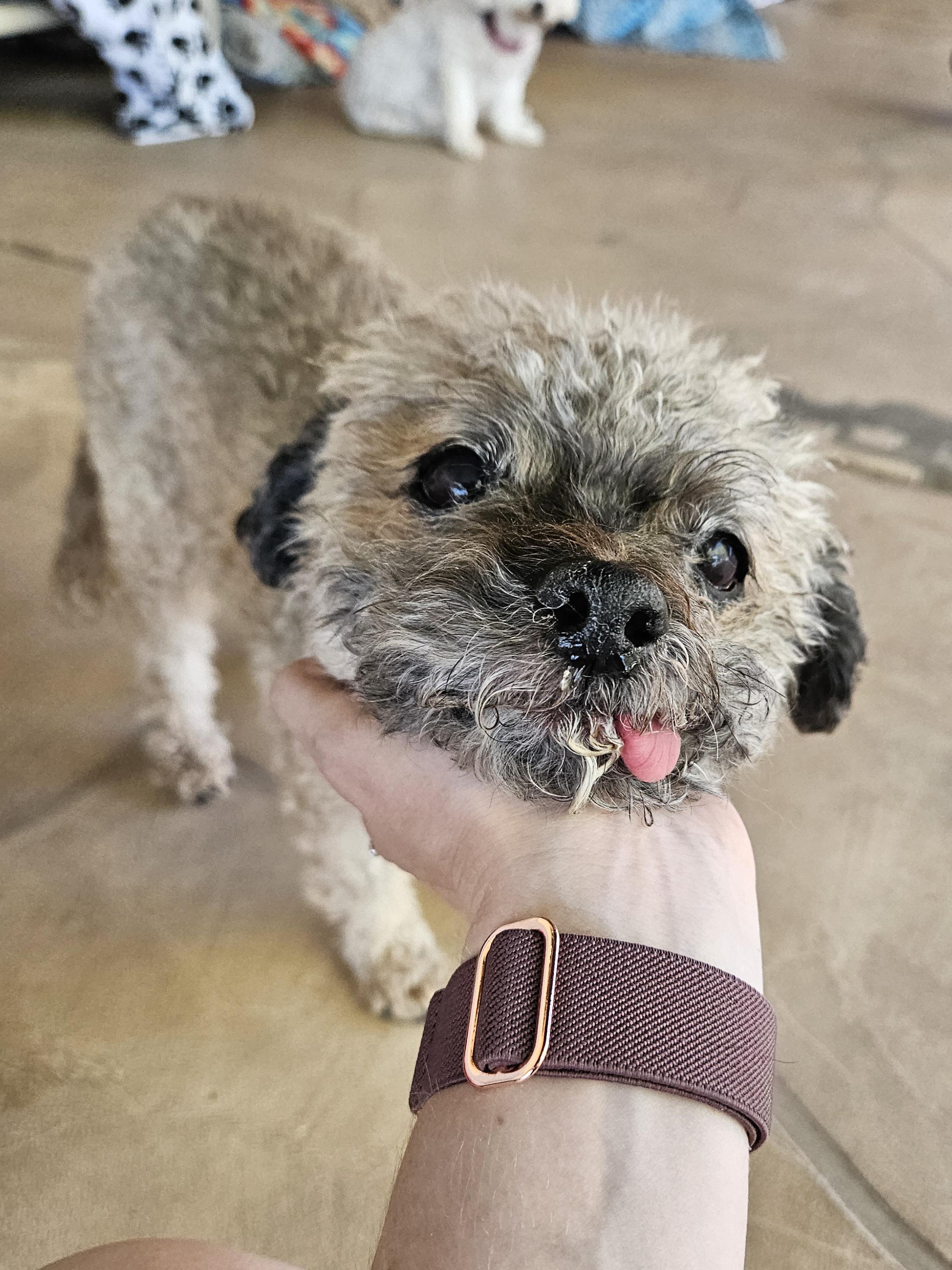 Enlarge Timmy, a Adopted mixed breed in New River, AZ image 4/5