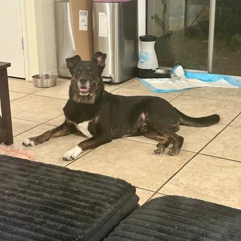 Clay, a ADOPTABLE mixed breed in Davis, CA image 2/5