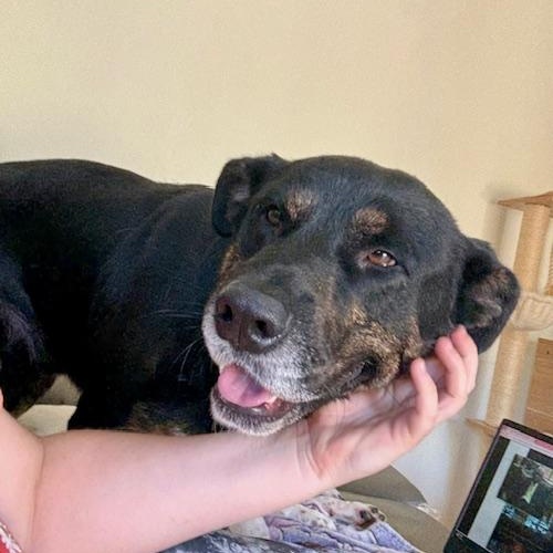 Clay, a ADOPTABLE mixed breed in Davis, CA image 3/5