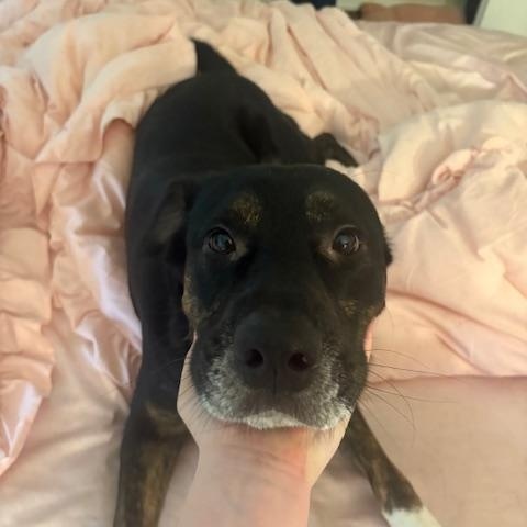 Clay, a ADOPTABLE mixed breed in Davis, CA image 1/5