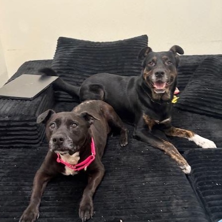 Clay, a ADOPTABLE mixed breed in Davis, CA image 4/5