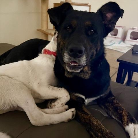 Clay, a ADOPTABLE mixed breed in Davis, CA image 5/5