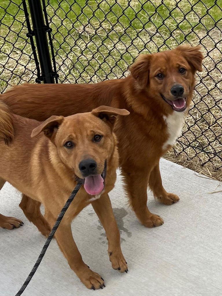 26-069 Grady, a Adoptable Golden Retriever in Tarboro, NC image 1/2