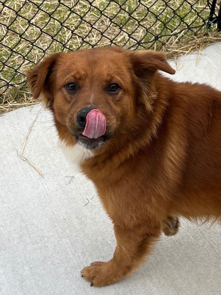 26-069 Grady, a Adoptable Golden Retriever in Tarboro, NC image 2/2