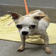 Daisy, a Adoptable Chihuahua in Pahrump, NV image 1/3
