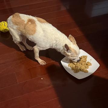 Daisy, a Adoptable Chihuahua in Pahrump, NV image 3/3