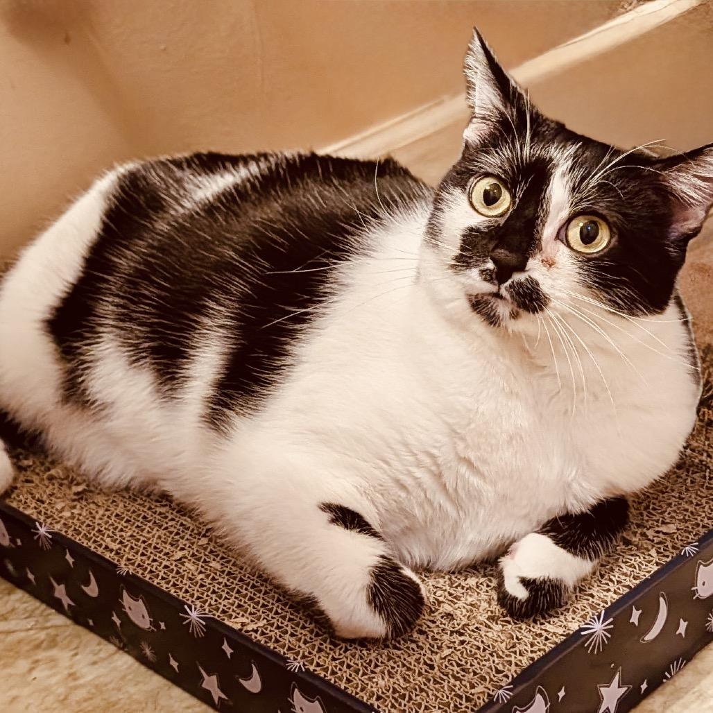 Enlarge Kaia, a Adoptable Domestic Short Hair in Woodstock, GA image 1/4