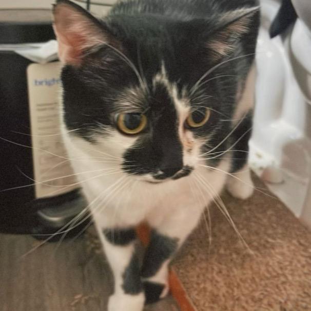 Enlarge Kaia, a Adoptable Domestic Short Hair in Woodstock, GA image 1/3