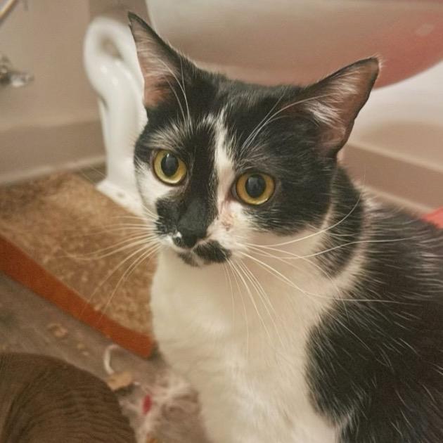 Enlarge Kaia, a Adoptable Domestic Short Hair in Woodstock, GA image 2/3