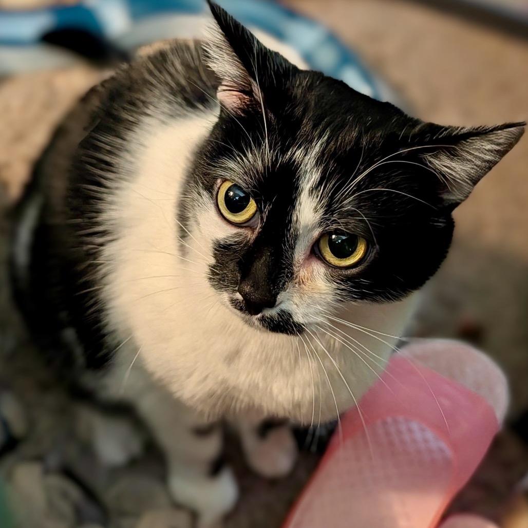 Enlarge Kaia, a Adoptable Domestic Short Hair in Woodstock, GA image 2/4