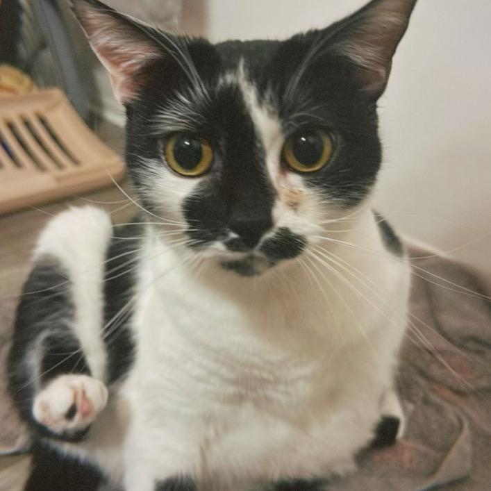 Enlarge Kaia, a Adoptable Domestic Short Hair in Woodstock, GA image 3/3