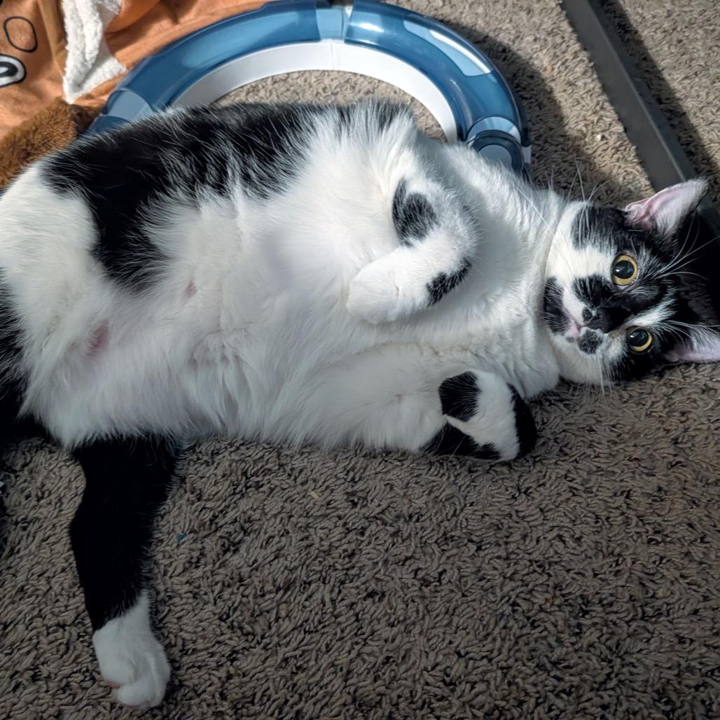Enlarge Kaia, a Adoptable Domestic Short Hair in Woodstock, GA image 3/4