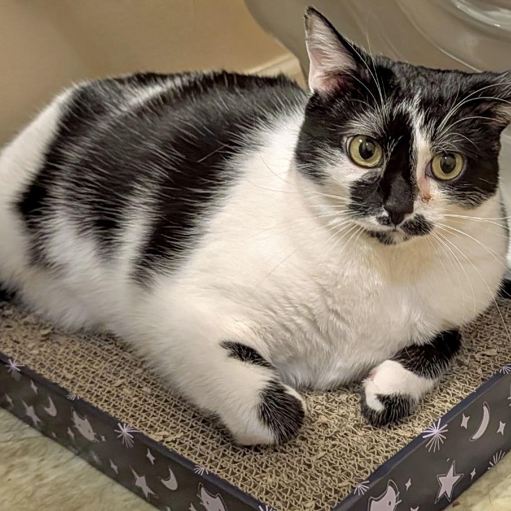 Enlarge Kaia, a Adoptable Domestic Short Hair in Woodstock, GA image 4/4