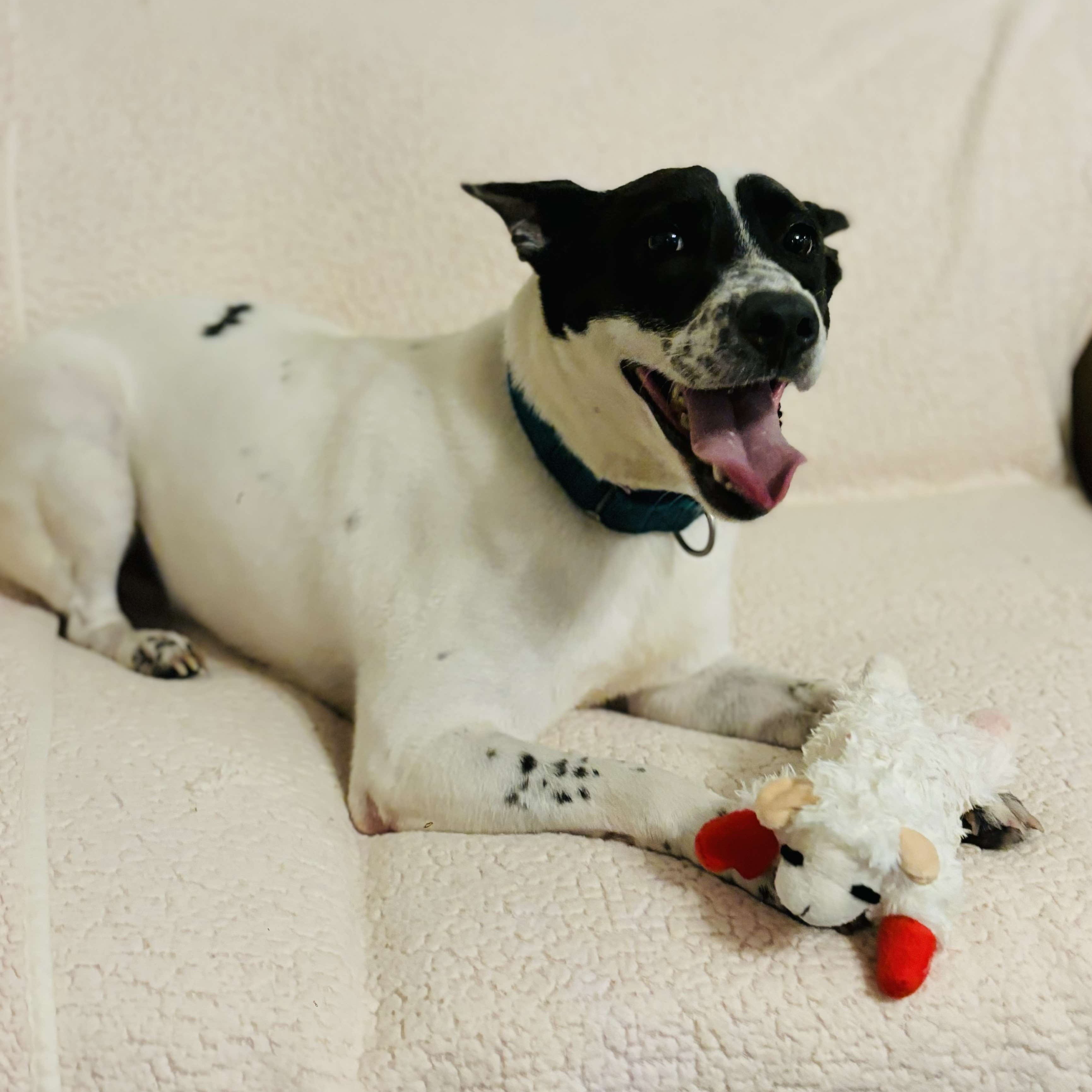 Dog for adoption Duke, a Border Collie Mix in Lunenburg , MA Petfinder