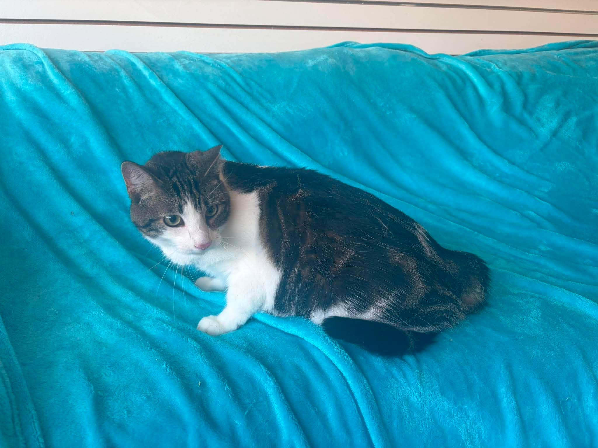 Weasel, a Adoptable Domestic Short Hair in New Baltimore, MI image 2/2