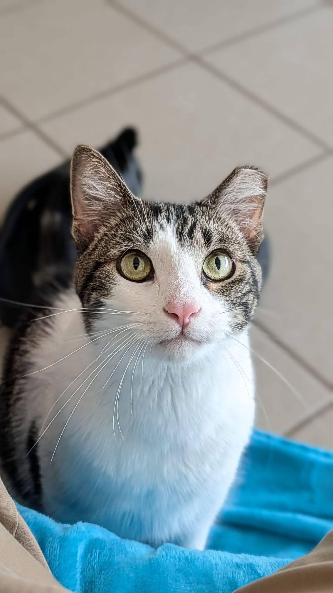 Weasel, Adoptable, Adult Male Domestic Short Hair.