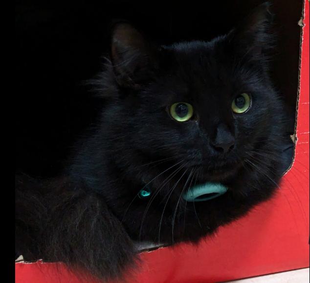 MULAN*Adoption Fee Waived*, adoptable, Young Female Domestic Long Hair.