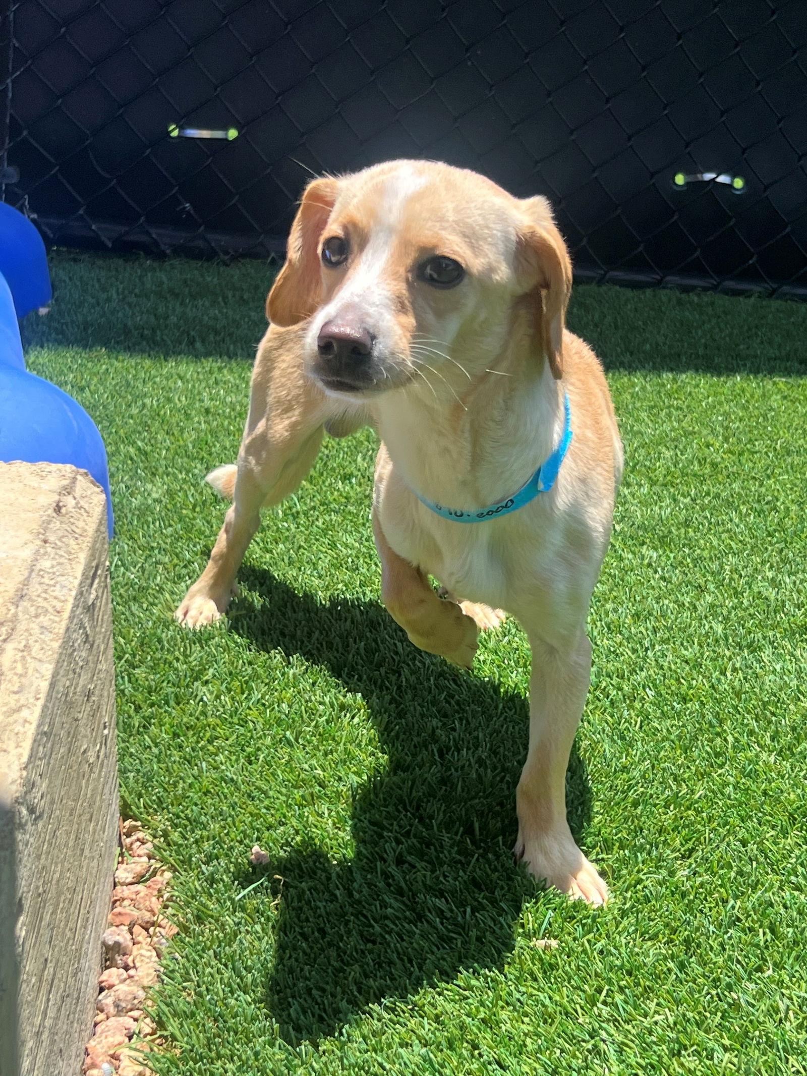 Skippy, a Adopted mixed breed in Austin, TX image 1/2