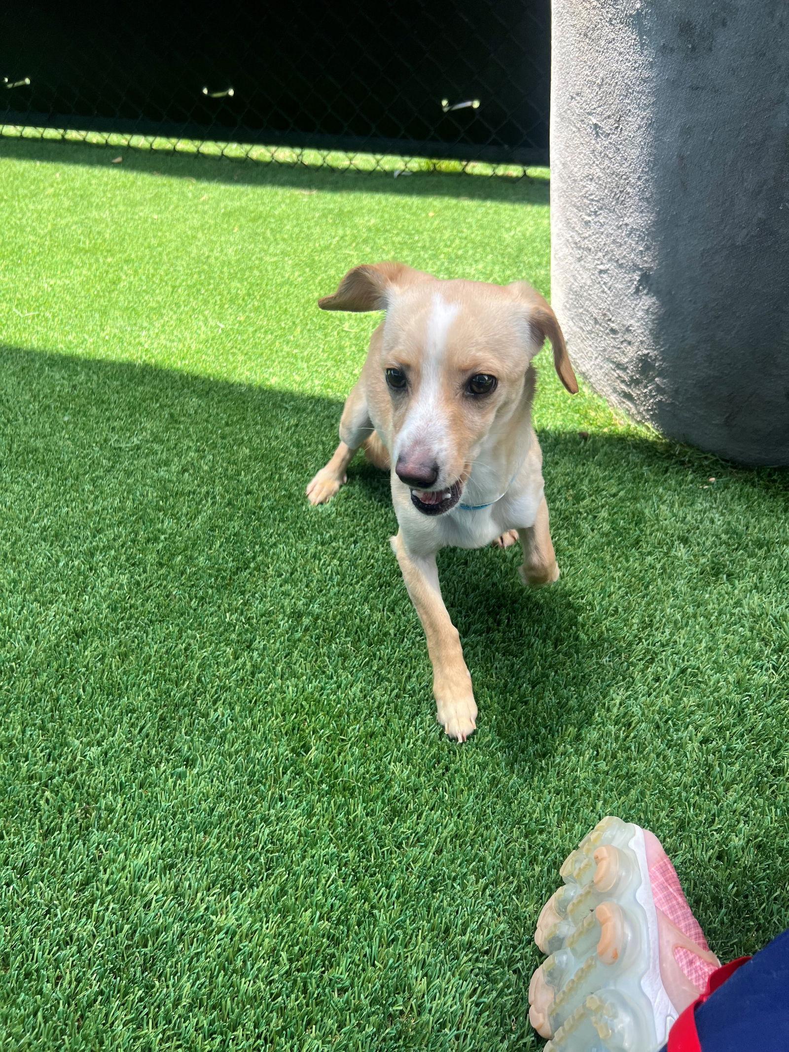 Skippy, a Adopted mixed breed in Austin, TX image 2/2