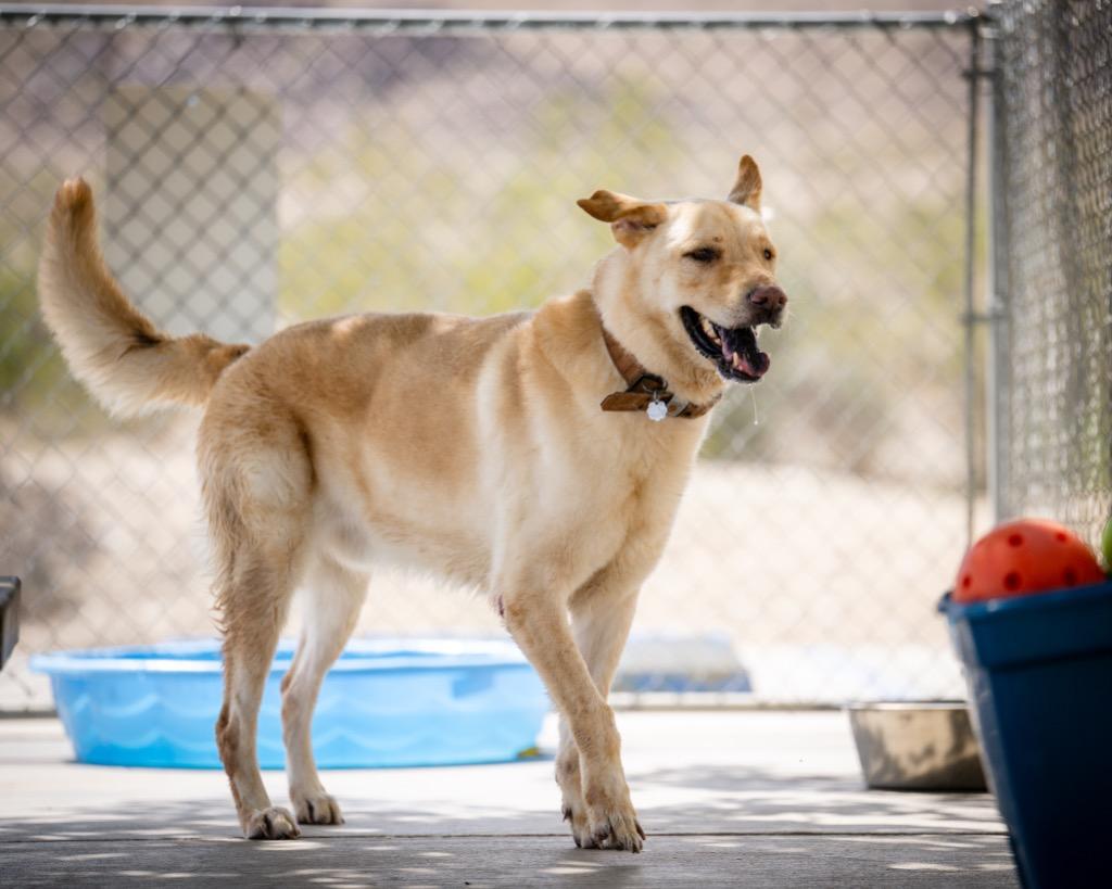 Sonny, a Adoptable Shepherd in Twentynine Palms, CA image 1/3